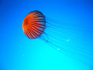Jellyfish