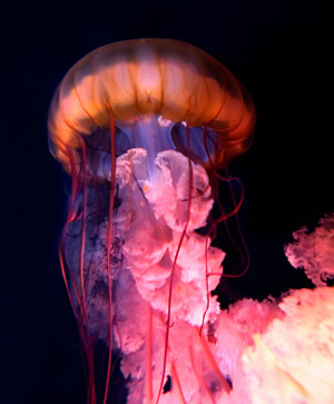Jellyfish