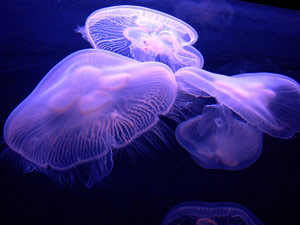 Jellyfish