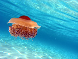 Jellyfish