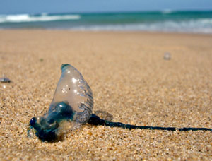 Portuguese Man of War