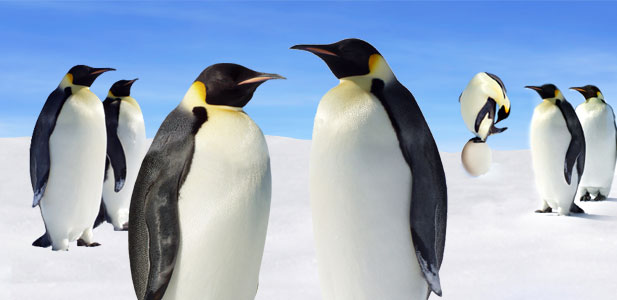 Emperor Penguins