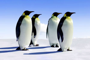 Emperor Penguins