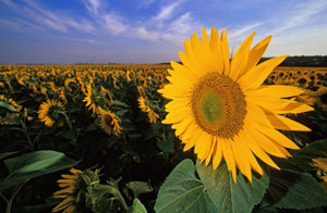 Sunflowers