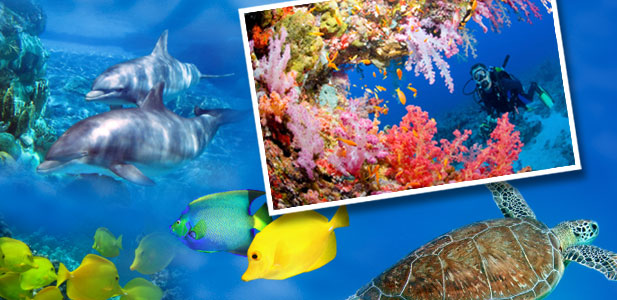 Undersea photos
